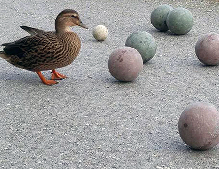 Boccemon